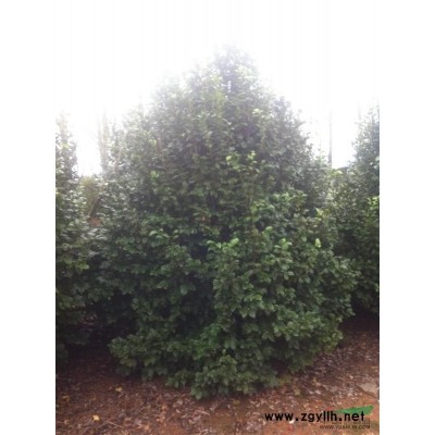 江西南昌供应小桂花苗，柚子树苗