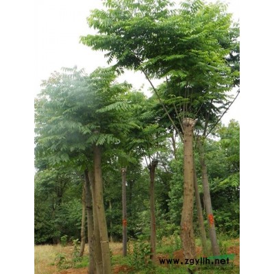 江西马褂木，九江马褂木基地