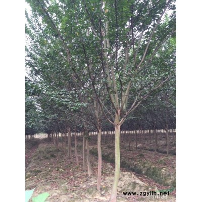 九江马褂木 江西马褂木行情报价/九江马褂木 江西马褂木图片展示