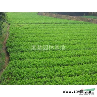 杜鹃 红叶石楠 红继木 桂花等小苗 价格0.5元每棵