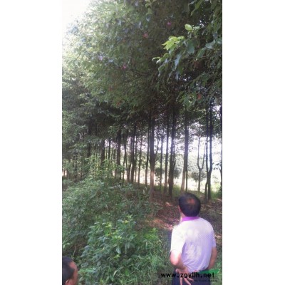 湖南桂花2(1).介绍