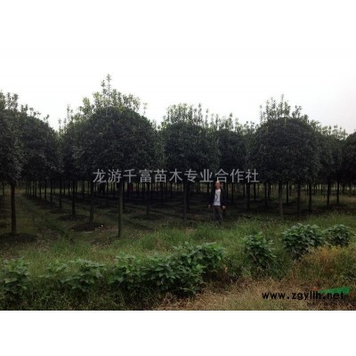 供应65公分桂花/10公分丹桂30公分红豆杉