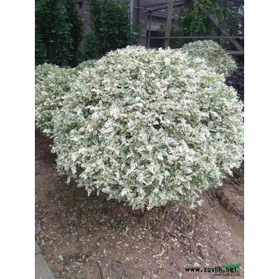 马褂木图片\马褂木报价