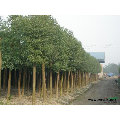 供应各种规格香樟、榉树、广玉兰、桂花