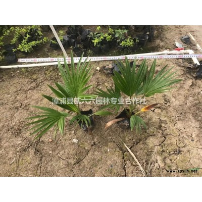 优质特价红枫2.5米，冠幅1.5米，价格220产地直销