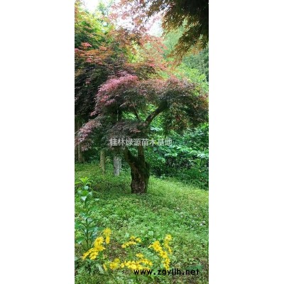 广西供应5-25公分优质红枫 如图