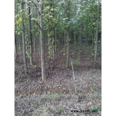 马褂木2行情报价\马褂木2图片展示