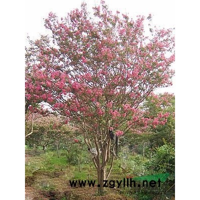 桂花供应/桂花图片