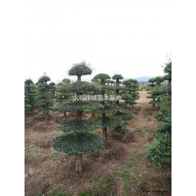 供应6——30公分嫁接红枫