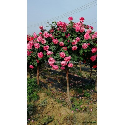 美国红枫秋火焰