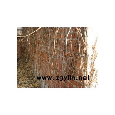 馒头柳、垂柳、银芽柳、马褂木、水杉、