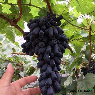 日本红枫（红舞姬）日本红枫盆景 盆栽黄金枫