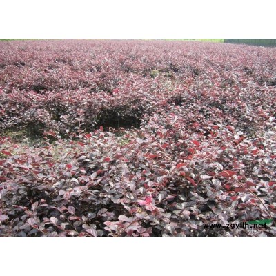 安徽桂花/安徽桂花供应/出售安徽桂花