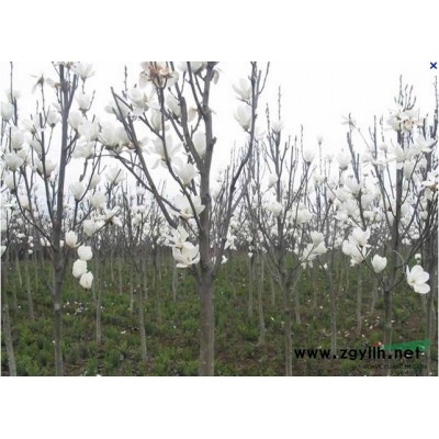 供应桂花，质量*。另大量供应8、9公分红枫