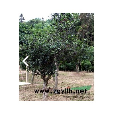 常州桂花树种植 常州桂花树批发 锦羊山庄您的*佳*选