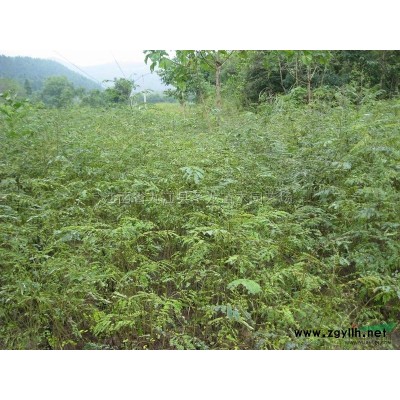 江西杜英小苗 九江杜英小苗/江西杜英小苗供应/九江优质杜英小苗报价