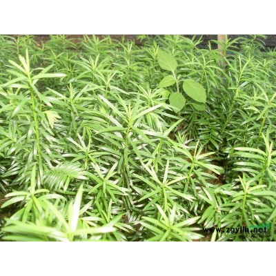 供应2—4公分的杜英，罗汉松4—5公分。紫薇3—6公分，茶花