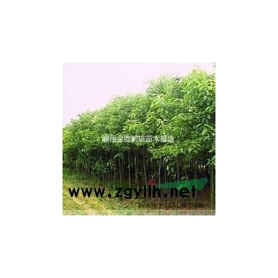 浙江省嵊州市金庭镇出售大量晚樱、早樱、垂丝海棠、紫薇、桂花