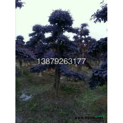 各种桂花树出售