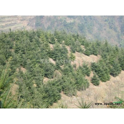 供应杜英/浙江杜英低价格批发