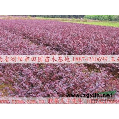 湖南四季桂|湖南杜英|苗木花木|湖南大树|湖南花木苗木