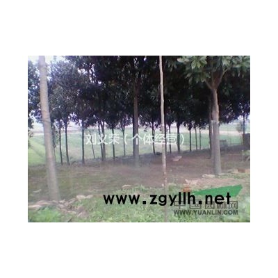 湖南供应：桂花苗