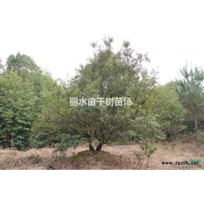 浙江丽水供应红枫/茶花/冬青/杨梅/红豆杉/桂花