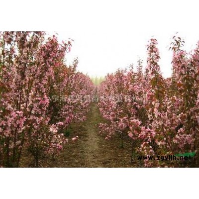 桂花,浙江桂花种植基地,桂花规格*,桂花价格优惠