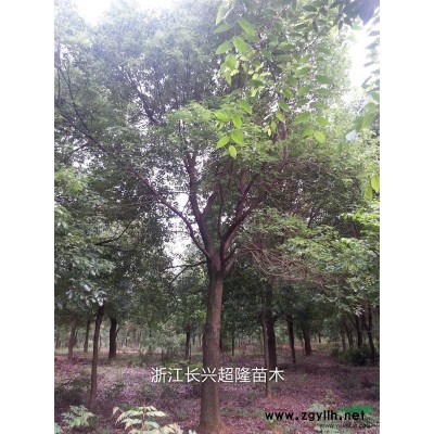 蓬径2m-6m精品桂花