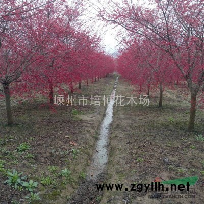 供应桂花、八月桂