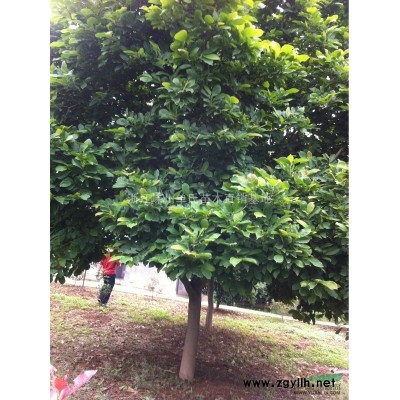 桂花/桂花价格行情/浙江桂花