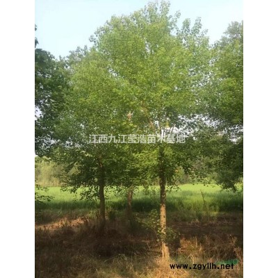 优质特价江西红枫 九江红枫农户产地直销