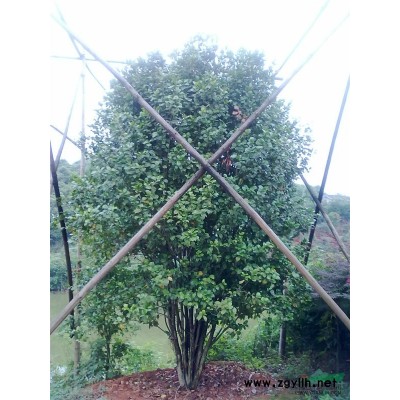 精品桂花供应/精品桂花图片