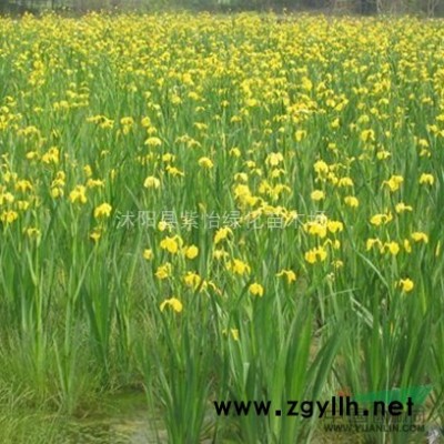 桂花-八月桂-丹桂-金桂-桂花嫁接苗-四季桂-桂花树苗