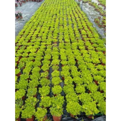 马褂木，鹅掌楸基地货，马褂木树工程用树