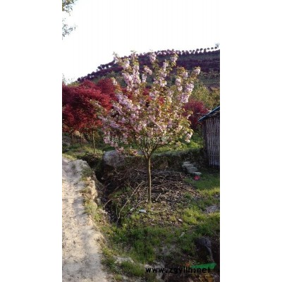 出售红枫海棠樱花玉兰桂花鸡爪槭羽毛枫红豆杉紫薇等苗木