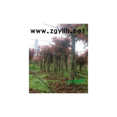 马褂木价格、马褂木批发、马褂木供应