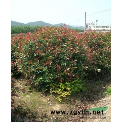 桂花*新价格/桂花报价