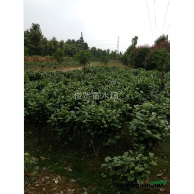 湖南地区供应7到18的桂花