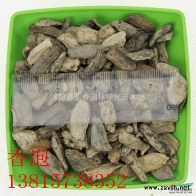 马褂木种子，马褂木苗，别称：鹅掌楸，双飘树，马褂木种子基地