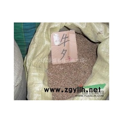 批发供应 马褂木种子 当年新採 保质保量