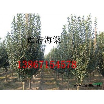 大量供应桂花，