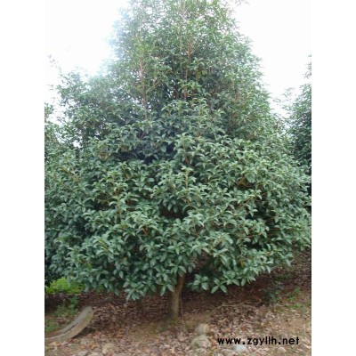 浙江宁波溪口董村供应9公分以上小叶桂花