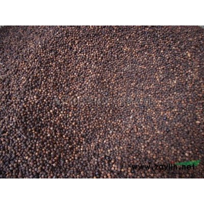 江西马褂木种子介绍