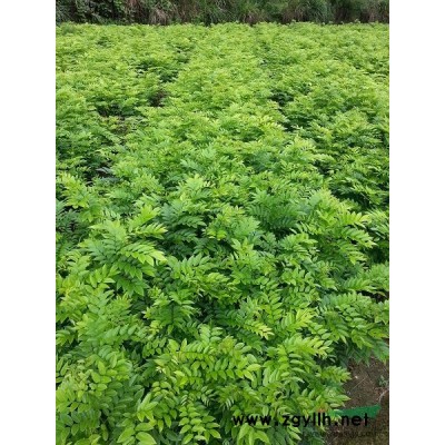 广西桂林桂花苗价格 广西桂林桂花苗 广西兴安绿鑫隆苗木