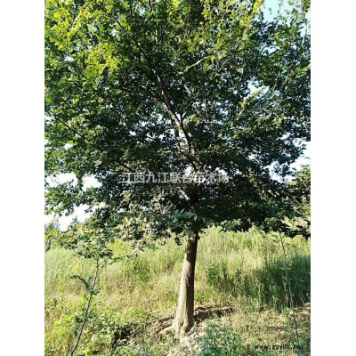 青枫、红枫、红白紫玉兰、马褂木