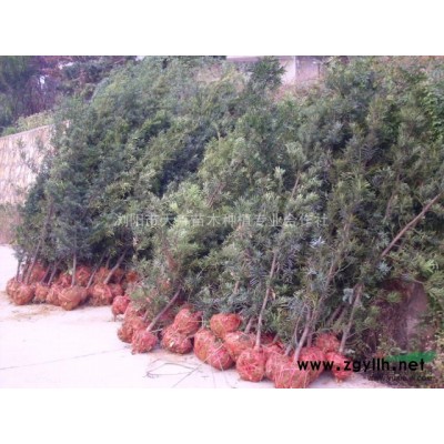 马褂木（鹅掌楸）