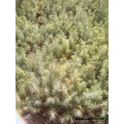 马褂木(鹅掌楸)