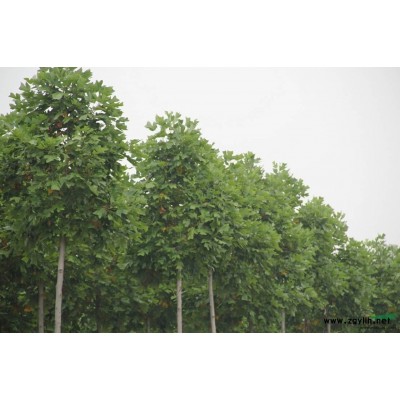 马褂木（鹅掌楸）2供应/马褂木（鹅掌楸）2图片