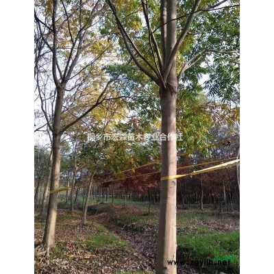 浙江红枫 美国红枫 日本红枫 规格* 价实惠